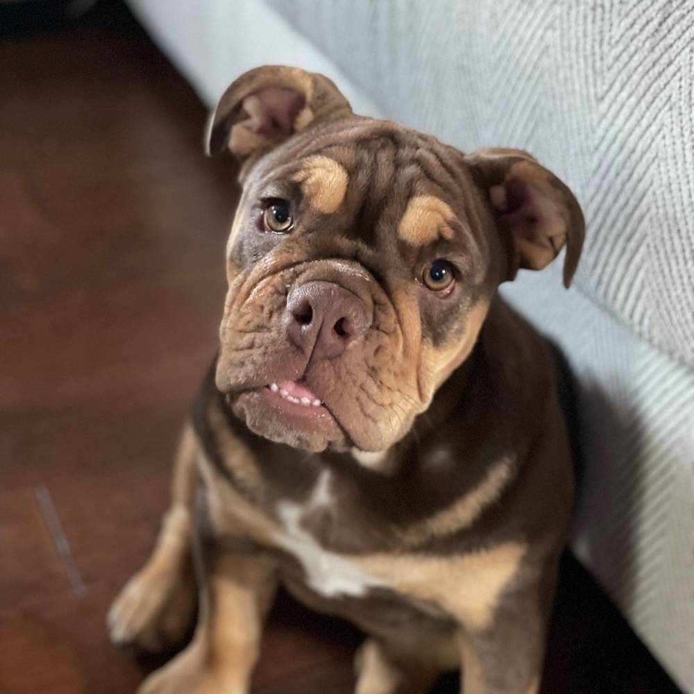 Meet your Posher, Patty